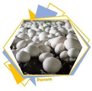 Calcium Carbonate For Mushroom Cultivation